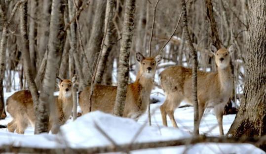 National parks bolster wildlife populations